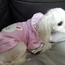 폼나"개" 이미지