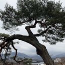 기대염소탕 이미지