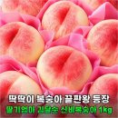 당골딸기 영농조합법인 | 왜 다들 이것만 찾을까? 딸기엄마 김달순 신비복숭아 아삭함에 반한 이유