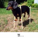 숏다리