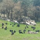 흑염소목장 이미지