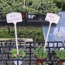 미하가든 | 실내 데이트하기 좋은 식물 집사 성지 조인폴리아 파주가볼만한곳