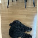 이쁘당개 이미지