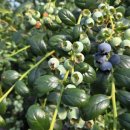 동학농장 이미지