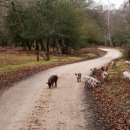 돼지꿈파는집 이미지