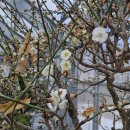 광치자연휴양림 이미지