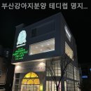 부산강아지분양 테디럽 명지본점 이미지
