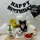 몽또 | 몽또 | 부천 강아지케이크 주문제작 후기🎂