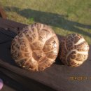 영창농장 이미지