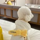 펫힐링센터 | 카시아 속초 애견동반 펫 패키지 프리미어 킹 오션뷰 룸 업그레이드 방법 내돈내산 후기