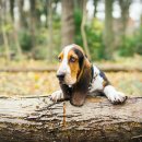 바셋하운드 이미지