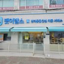 펫베어 | 염창동 강아지미용 토이푸들 작은 테디베어컷 후기. 베냇미용 상담도 가능한 곳