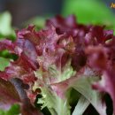 가든바베큐 이미지