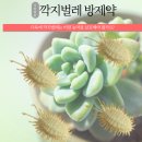 재하다육