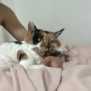 경현빌딩 | ~ 11월 마지막 일상. 연차내고 드라이브 가기. 한국외대 투어. 명수당 단풍놀이. 매드포갈릭 사당점...