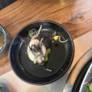 미산애견 | 돌아온 쭈꾸미철! 제철 챙기고 몸보신하기 제부도 쭈꾸미 샤브샤브 맛집 "만수르횟집" 내돈내산 솔직후기