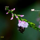 장미화원 이미지