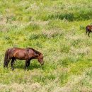 샛별축산 이미지