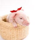 피그케어 동물병원 이미지