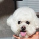 부산애견호텔 댕스스쿨 | 사하구애견호텔 댕스스쿨 눈이 즐거운 곳