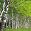 자작나무 이미지