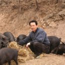 토종돼지농장 이미지