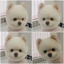 멍멍아 미용하개 이미지