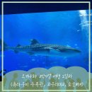 여주-0216 | 오키나와 3박4일 여행 - 2일차!(츄라우미 수족관, 코우리대교, 이온몰, 쇼군버거)