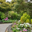 카멜리아힐 이미지