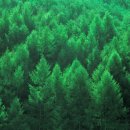 [서울대 학과소개] ‘산림과학부’ 산 좋아하고, 가치 있는 숲 만들고 싶다면? 주목! 이미지