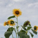 석연농장 이미지