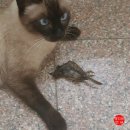 대학애견용품 이미지