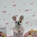 애견미용실 또이쁜댕 | 인천 애견 미용실 또이쁜댕