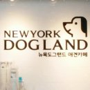 뉴욕도그랜드 이미지