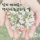 나폴리네