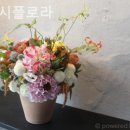 타마시플로라