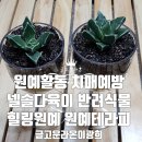 반려식물 원예화분 공예 이미지