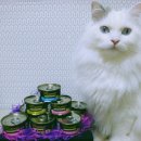 올캣코리아 이미지