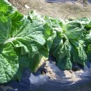 이상태농장 이미지