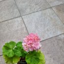 달 보드레 이미지