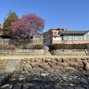 홍매화 향기 흩날릴제 남녘 바다로! - 순천 복음교회앞 매화 동산, 매곡동 탐매마을 홍매화거리 돌아보고 소 코를 닮은 바위를 찾아~ 이미지