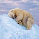 [기후와 날씨] 녹는 빙하… 2050년 북극곰 3분의2 사라진대요 이미지