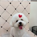 인천화전유치원 | 인천 작전동 힐링스파 가능한 봄댕 애견미용실