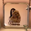 킨더그루밍 | [마포구 애견 미용] 1:1 특급 케어로 믿고 애견 미용 가는 “킨더그루밍” 후기