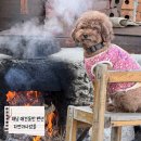 자연과 사람들 | 해남 애견동반 숙소 추천 - 목포 근교 한옥펜션 자연과사람들 땅끝마실 프로그램 후기!