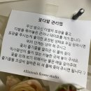 앨리노아