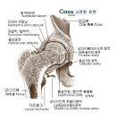 다리이음 뼈 Pelvic girdle, 볼기뼈 /관골 coxa(hip bone) (2개) 이미지