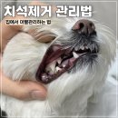 애견구루머 | 강아지치석제거 집에서도 쉽게 이빨관리하는 방법 3가지 광고X