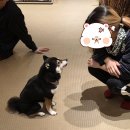 힐링주의 | 도쿄 여행 아사쿠사 시바견 카페! 심쿵주의 힐링타임 마메시바 카페 후기 (위치, 가격, 꿀팁)