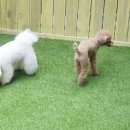 옐레드 애견유치원&애견호텔 부산용호점 이미지